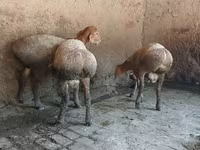 قوچ, Arashan sheep — عکس 4