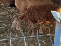 Oaie, Arashan sheep — foto 2