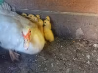 Ducks — ảnh 1