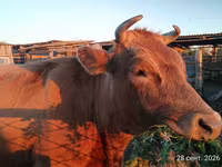วัวตัวเมีย, Swiss cattle — รูปภาพ 5