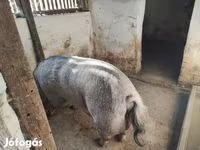 Scrofa, Мангалица — foto 1