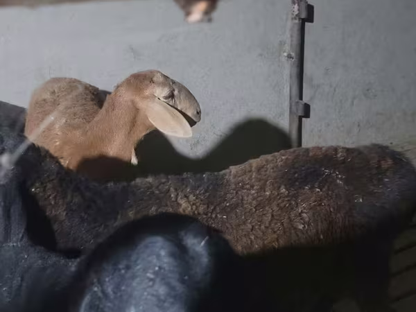 قوچ, گوسفند