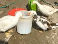 Domestic Muscovy — sawirka 2