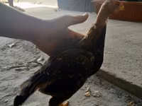 Chickens — foto 1