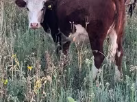 Krava, Swiss cattle — foto 1