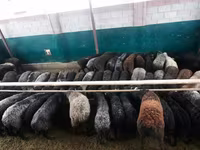 قوچ, گوسفند — عکس 2