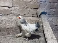 Brahma — foto 2