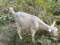 بز نر, Saanen goat — عکس 1