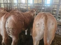 Lembu ternakan (lot, jantina tidak dinyatakan), Charolais cattle — foto 5