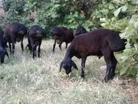 Kambing jantan, Sheep — foto 7
