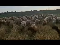 በግ, Sheep — ፎቶ 3