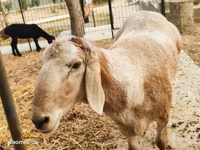 Ram, Arashan sheep — photo 1