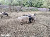 Widder, Racka sheep — Foto 4
