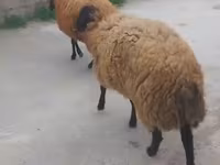 كبش, الأغنام — الصورة 6