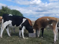 گاو نر, Russian Black pied cattle — عکس 3