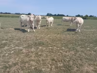 Корова, Charolais cattle — фото 1