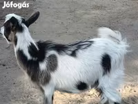 Billy Goat, Goats — photo 2