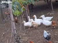 Ducks — fotografija 5