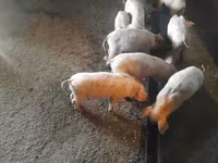 Locha, Świnie — zdjęcie 3