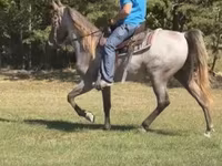 Kuda jantan, Rocky Mountain Horse — foto 2