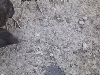 Chickens — foto 6