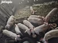 Babi betina, Pigs — foto 4