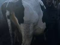 Cow, Cattle — photo 3