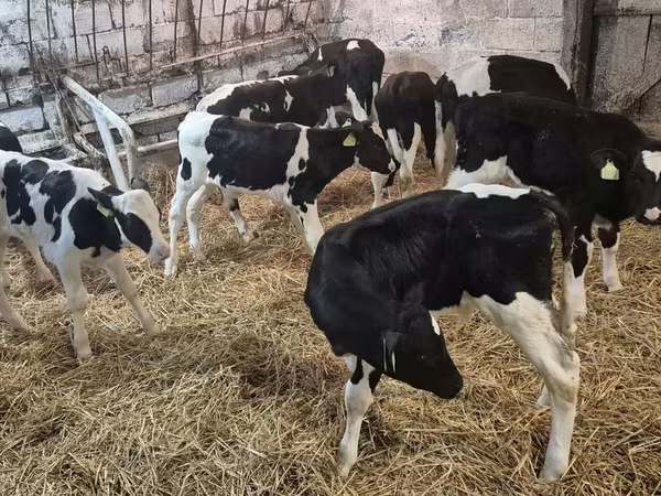 วัวตัวผู้, Simmental cattle