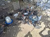 Chickens — 照片 4