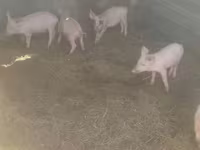 Eber, Schweine — Foto 3