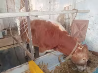 Lembu jantan, Cattle — foto 8