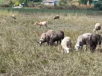 แกะตัวเมีย, Romanov sheep — รูปภาพ 1