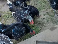 Australorp — Foto 4