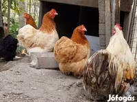 Pekin-Zwerg — Foto 4