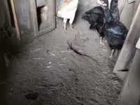 Chickens — foto 2