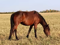 Konji (partija, pol nije naveden), Horse breed — fotografija 4