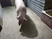 Eber, Schweine — Foto 2