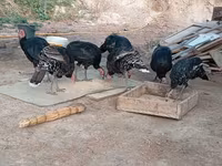 Turkeys — عکس 1