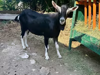 Buk, Alpine goat — foto 1