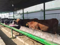 Lembu ternakan (lot, jantina tidak dinyatakan), Cattle — foto 6