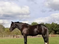 Kůň, Percheron — foto 2