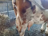 Krava, Simmental cattle — fotografija 2