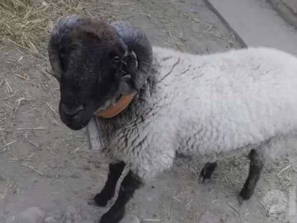 Widder, Suffolk sheep
