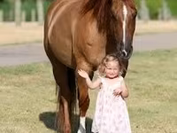 Kobyła, Quarter Horse — zdjęcie 4