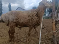 แกะตัวผู้, Arashan sheep — รูปภาพ 3
