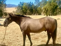 Cavallo, Quarter Horse — foto 1