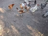 Chickens — photo 5