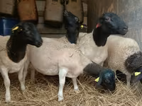 Ram, Dorper sheep — photo 4