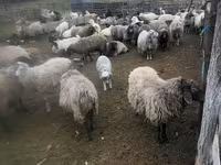 Kambing betina, Sheep — foto 5