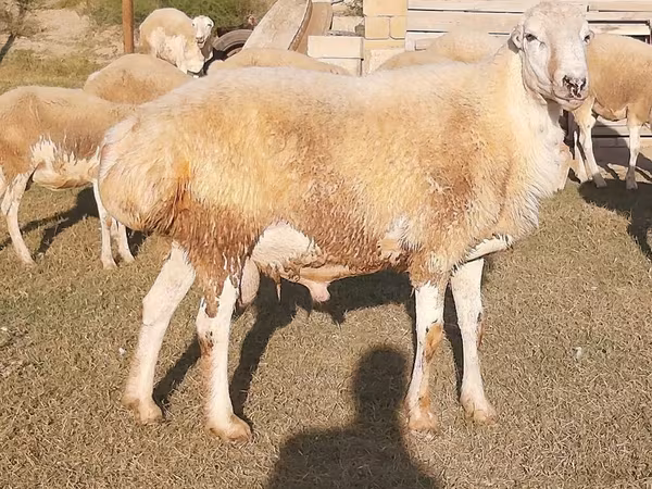 Býk, Russian Black pied cattle